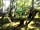 Wardley Hill Campsite: Dappled sunlight on our tree tent