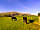 Farm and Fell Campsite: Farm ponies enjoying the first day of being outside after winter (photo added by manager on 04/04/2021)