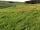 Loscombe Farm: Camping field