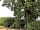 Oxford Oak Camping: Love area under the Oak tree