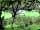Bodmin Moor Camping: Pitches seen through the trees