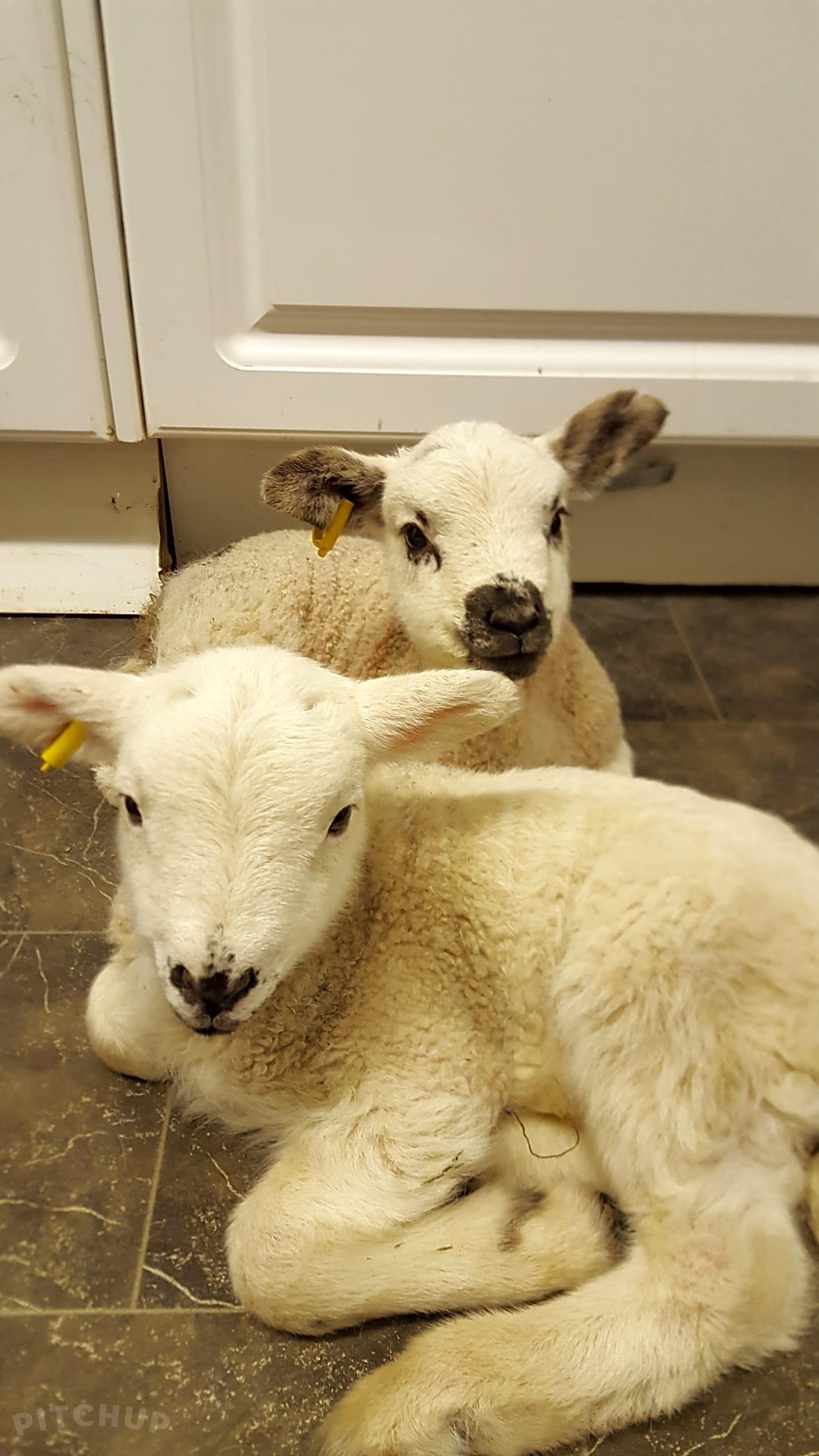 Snooks Farm Alpacas, Ferndown Pitchup®