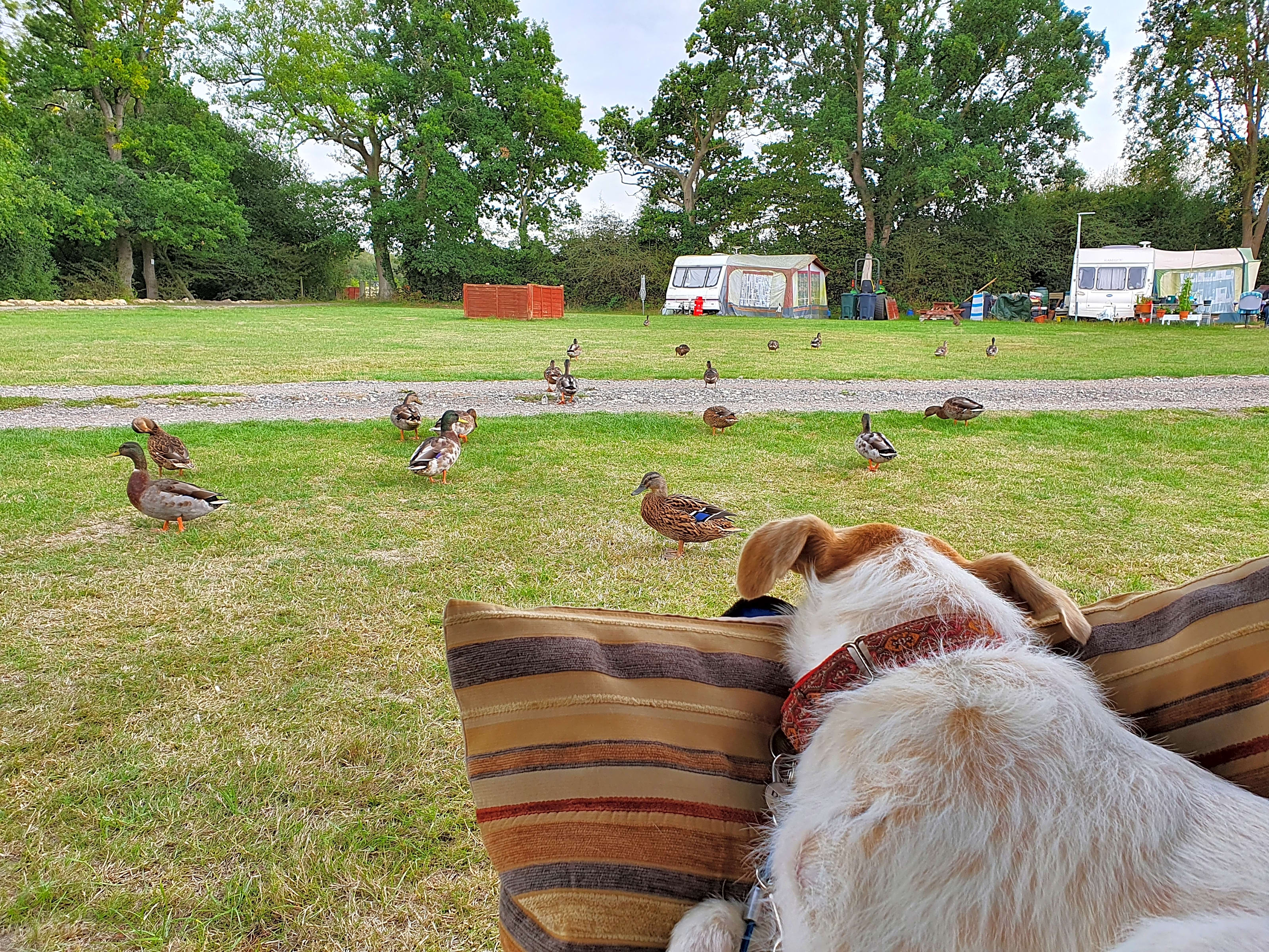 Woodlands Country Park, Biddenden Updated 2021 prices Pitchup®