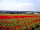Dunn Street Farm: Southwesterly view across field of poppies
