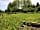 The Gaggle of Geese: Gardens running up to the orchard (photo added by manager on 12/09/2018)