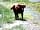Barnharrow Holiday Pods: Some lovely forest walks for you and your pet to enjoy!