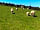 Coedhirion Farm: Animals