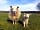 South Ford Farm Camping: Sheep grazing near the campsite