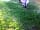 Glamping West Midlands: Goats (photo added by  on 09/08/2017)