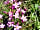 The Chicken House: Wild flowers (photo added by manager on 24/08/2022)