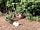 Hyden Farm: Free-range hens on the farm