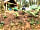 Coed Esgair Las Blue Ridge Woods Wildcamp