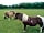 Allet Farm: Shetland ponies