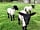 The Alders Caravan Park: Home Farm is a working mixed farm