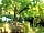 The Dome Garden: Summer afternoons on site