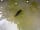 The Chicken House: Baby Dragonfly (photo added by manager on 24/08/2022)