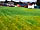 The Crown Inn: Grass