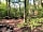 Bluebell Shepherd's Hut: The woodland setting (photo added by manager on 23/06/2022)