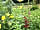 Reedy Brook Meadow Campsite: Small garden area