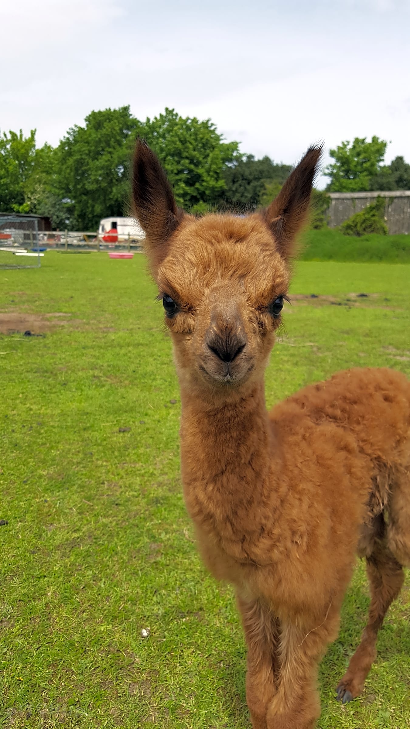 Snooks Farm Alpacas, Ferndown Pitchup®