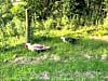 Moss Side Farm Campsite: Friendly neighbours (photo added by philippa_g157084 on 06/23/2025)
