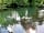 Marina Base Camp: Swans and cygnets