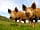 Swiss Farm Touring and Camping: Berkshire/Tamworth pigs on display during the Summer.