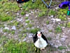 Moss Side Farm Campsite: One of our duck friends (photo added on 07/09/2024)