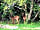 Hunts Court Huts: The resident deer family