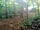 Holmans Woods