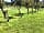 Green Gates Caravan Park: Scenery orchard (photo added by  on 01/08/2020)