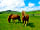 Lleithyr Farm Holiday Park: Buddy and Nugget
