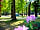 Alpine Grove Touring Park: Flowers colour the site in spring