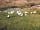 Mowbray Meadow: Ducks taking a walk (photo added by manager on 11/01/2022)