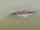 Condover Park Touring Caravan Site: See what you can catch (photo added by manager on 11/07/2023)