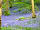 Barcdy Touring Caravan and Camping Park: Our bluebell wood (photo added by manager on 07/01/2015)