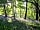 English Forest Experience: Woodland walk with bluebell scenery (photo added by manager on 12/08/2022)