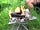 Castle Howard Lakeside Holiday Park: Fire pit (photo added by sindija_d on 28/06/2021)
