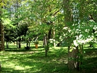 Pitches in the pine grove Pitches in the pine grove