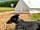 Toghill House Farm: Bell tent