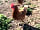 West End Farm Camping: Happy chickens! We have free range eggs for sale in the farm shop, along with other home produce.