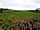 Little Acres Camping: Green views (photo added by manager on 14/06/2021)