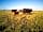 Gayton Farm: Resident cattle