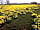 Chafford Park Campsite: One of the fields