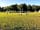 National Water Sports Centre: Lovely open field where kids can play ball/etc.