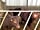 Kiddal Quarry Farm