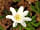 The Chicken House: Wood anenome (photo added by manager on 24/08/2022)