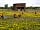 Bosavern Community Farm: Chicken house #2, with buttercups