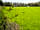 Moss Rose Campsite