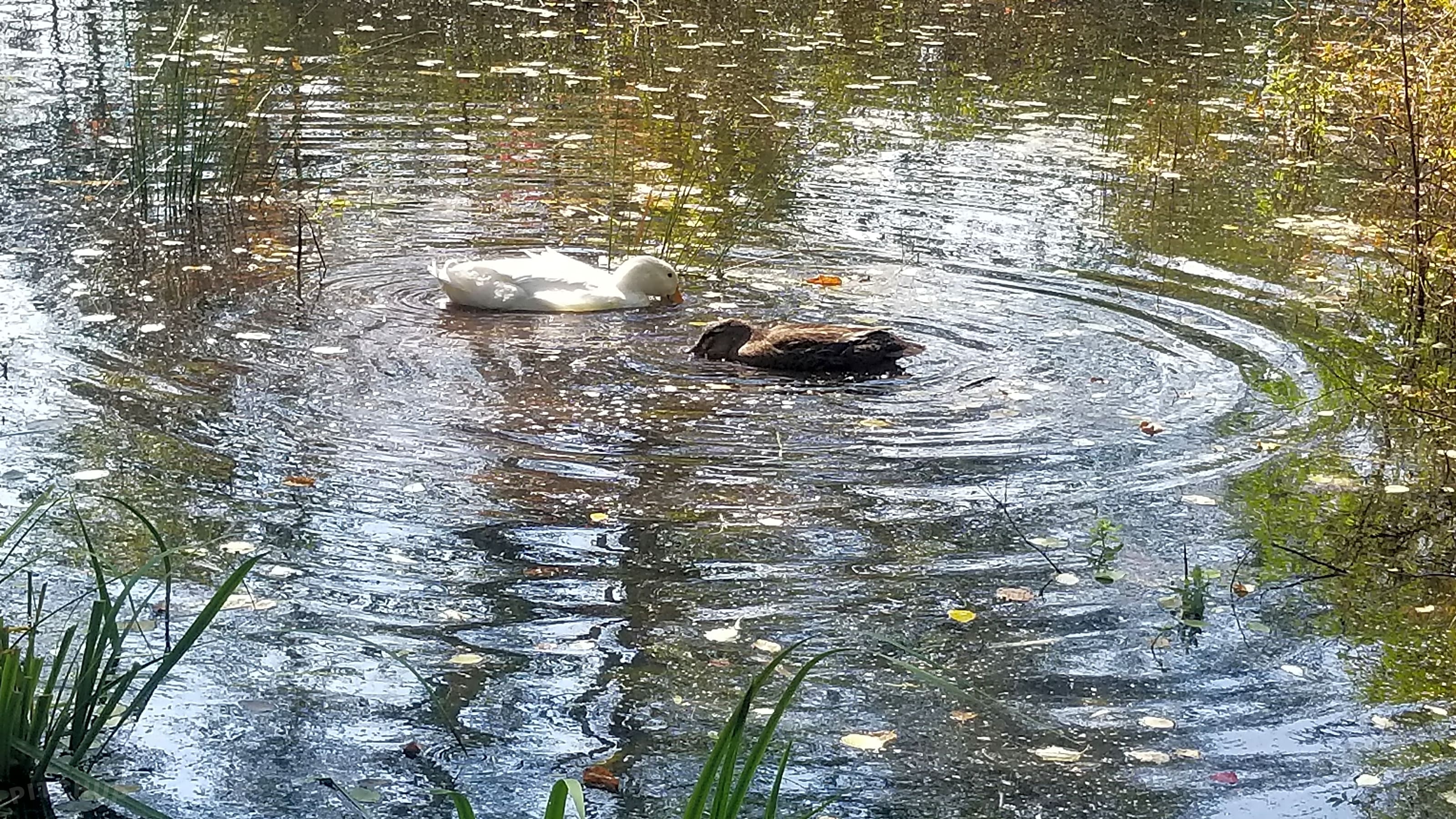 Horseshoe Lake Campground and Cabins, Gwinn, Michigan